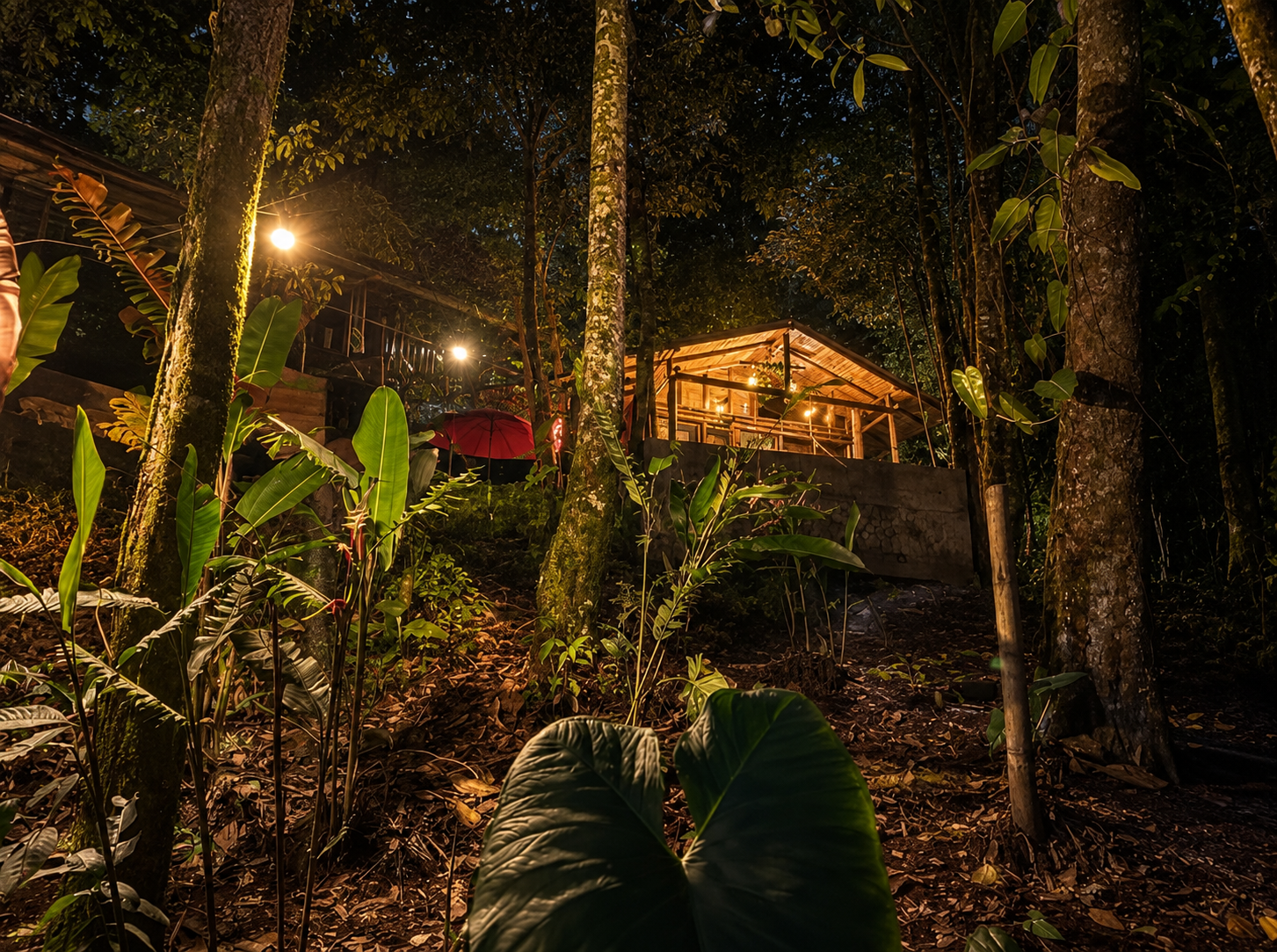 Magic de noche iluminada entre la vegetación del bosque