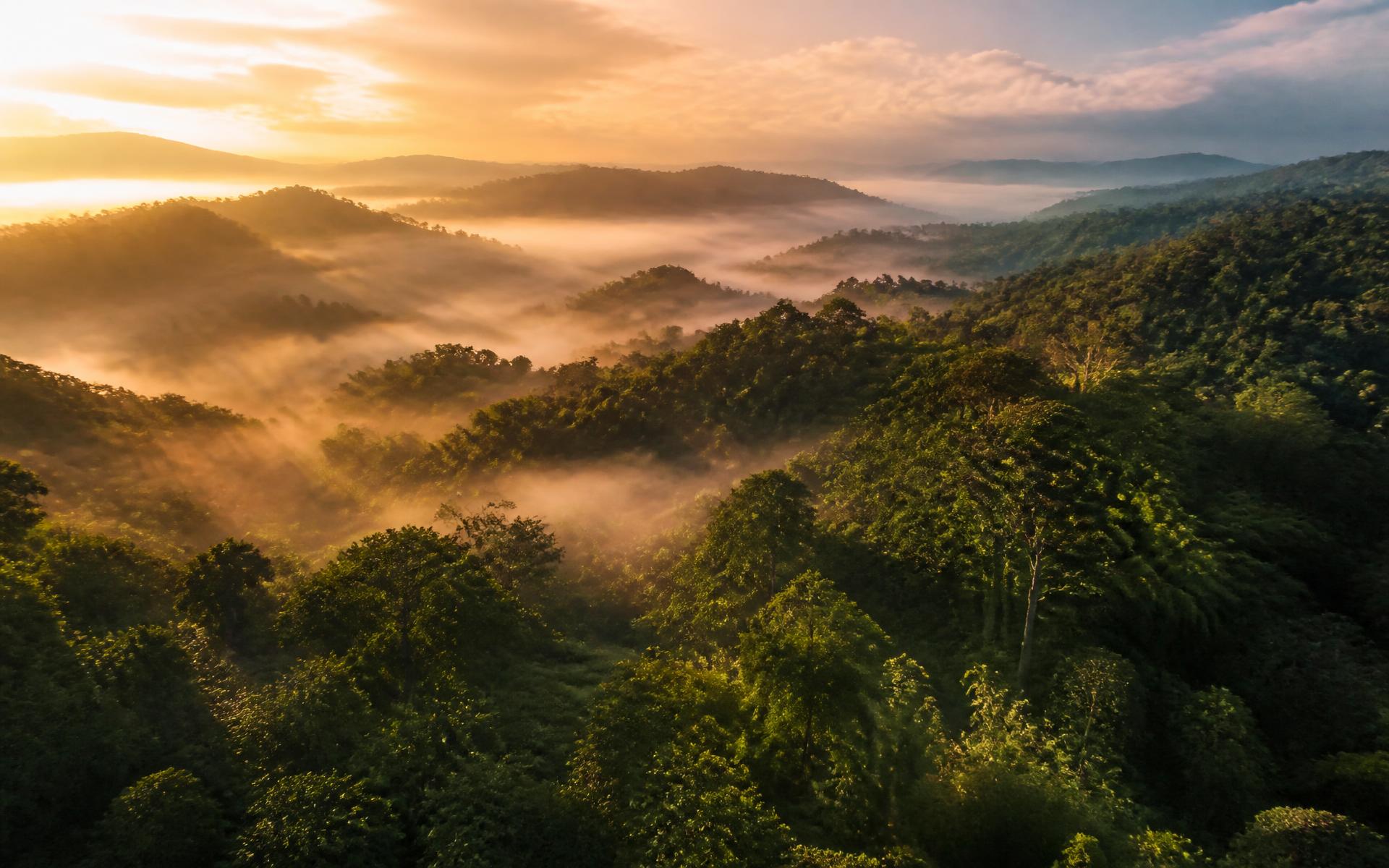Vista aérea del bosque del Eje Cafetero entre montañas y niebla a la hora dorada